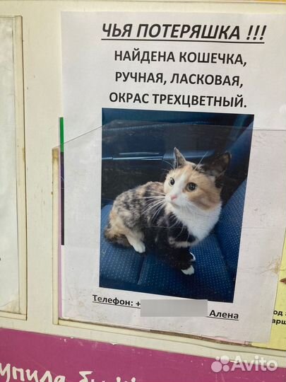 Кошка в дар