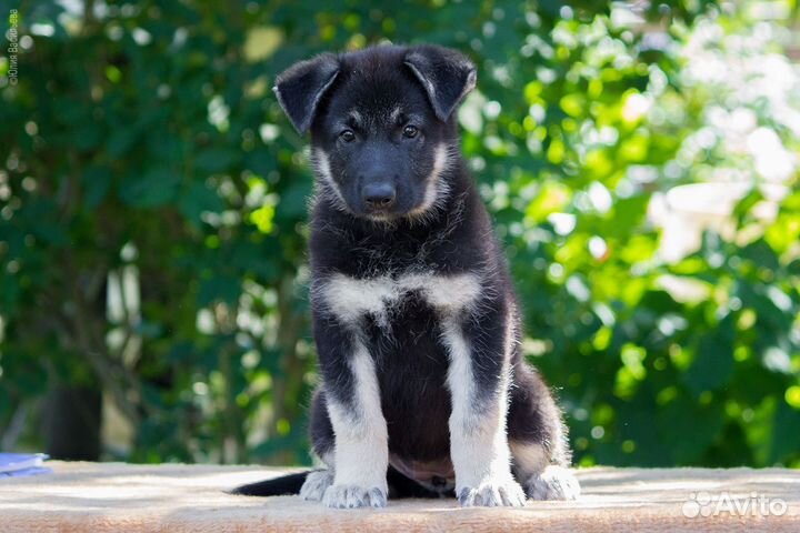 Щенки Восточноевропейской овчарки