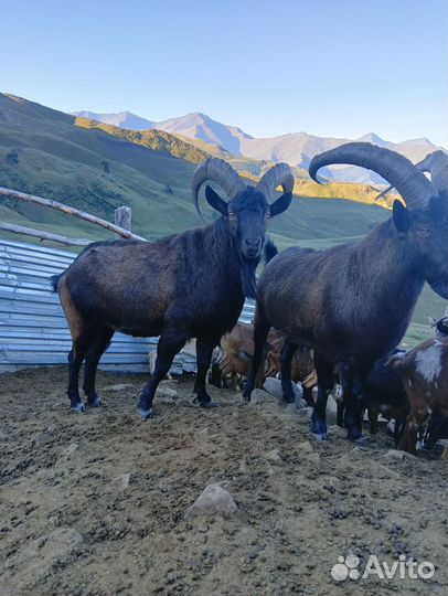 Тур Козла Тур