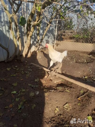 Молодй петух