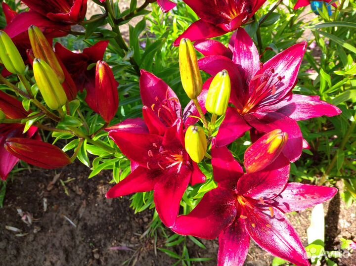 Цветы многолетники