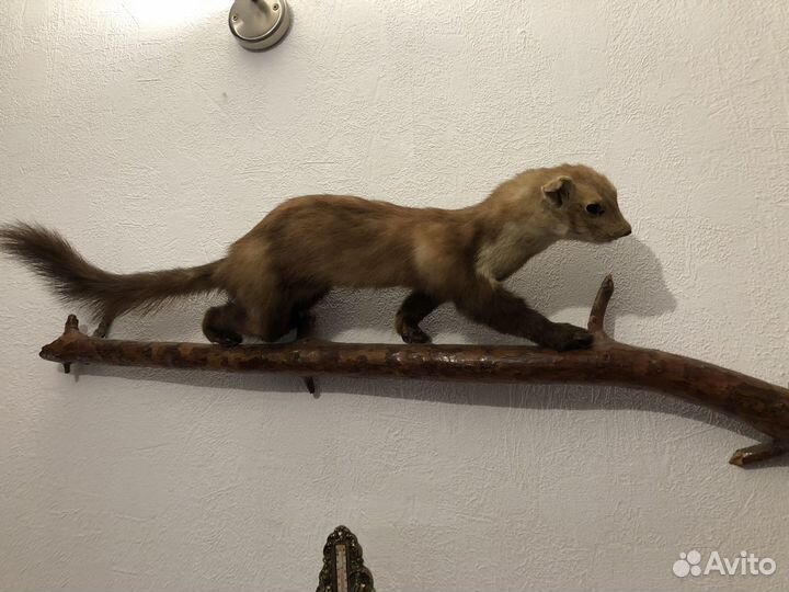 Чучела животных