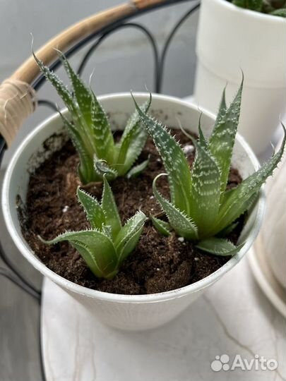 Суккуленты Хавортия Haworthia