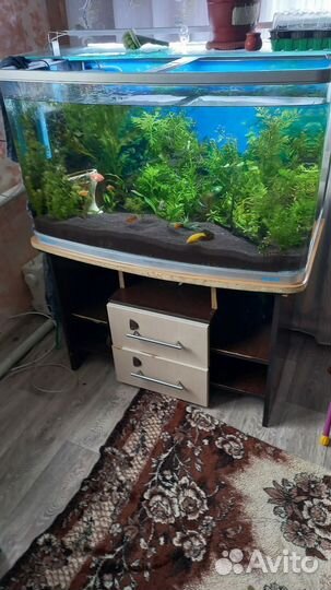 Аквариум на 200 литров, 50л, 20л