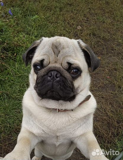 Мопс вязка мальчик