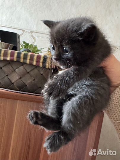 Британские котята метисы