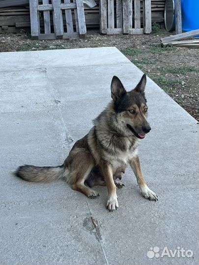 Щенки дворяне