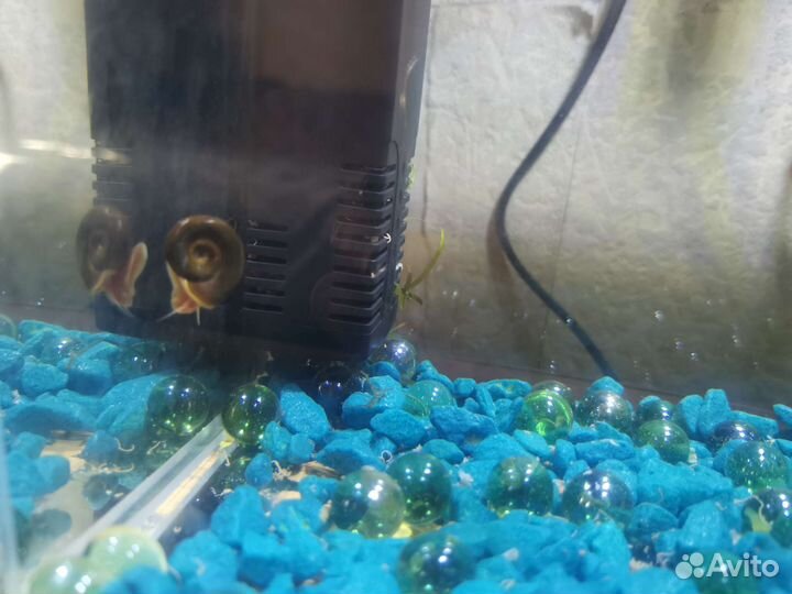 Улитки аквариумные