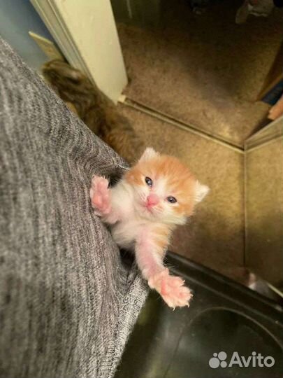 Программирование C++, C#,python,SQL,1С. Математика