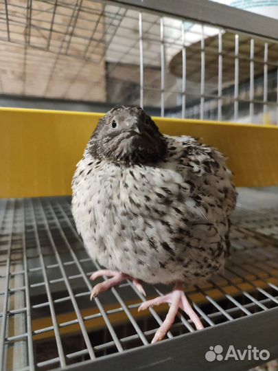 Перепела суточные и подрощенные