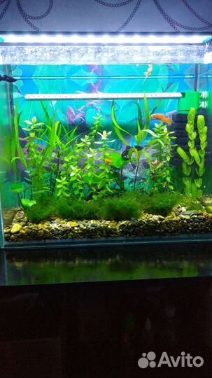 Растения для аквариума