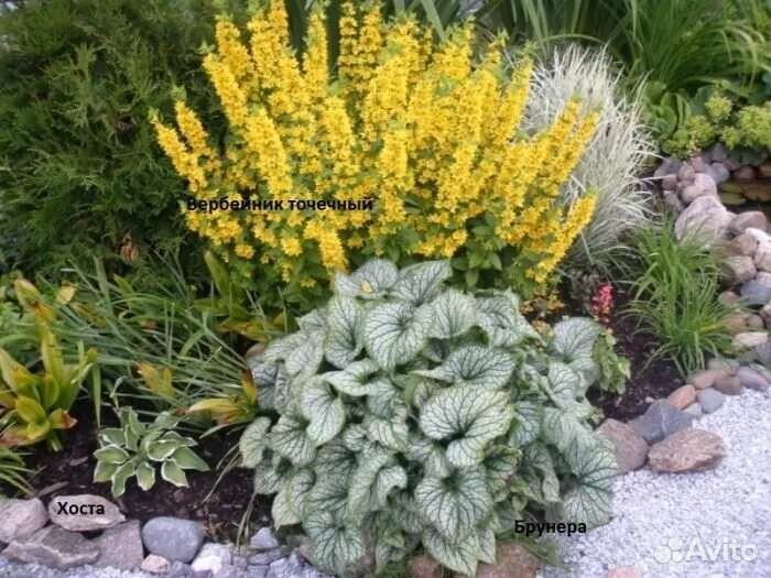 Вербейник (Лизимахия)