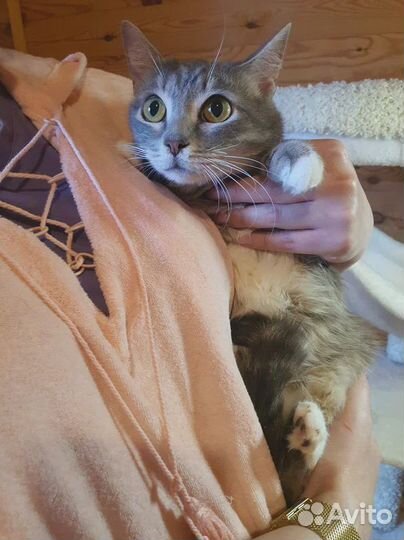 Кошечка Зося