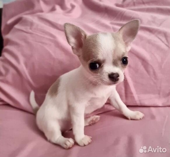 Супер мини чихуахуа