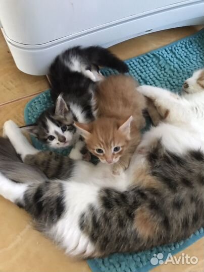 Отдам котят в добрые руки