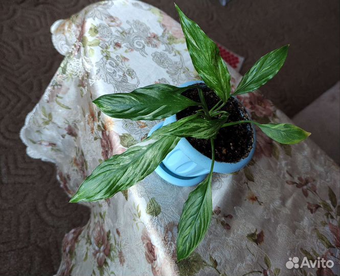 Спатифиллиумы сортовые