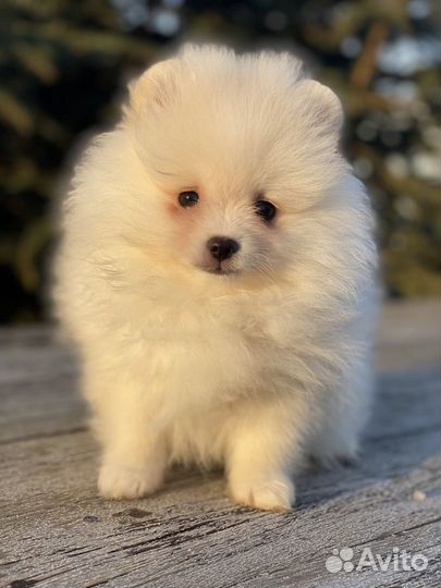 Шпицуля девочка