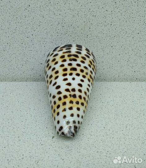 Конус Литератус 6,3 морская ракушка раковина