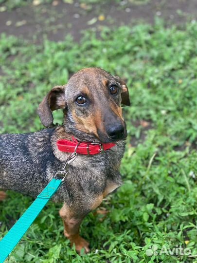 Маленькая собачка в дар