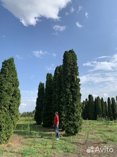 Озеленение и благоустройство