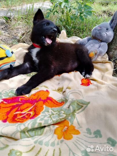 Щенок в добрые руки