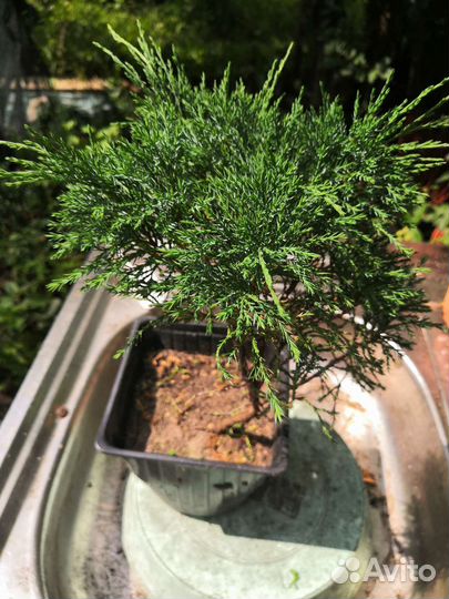Саженцы хвойных и декоративных растений