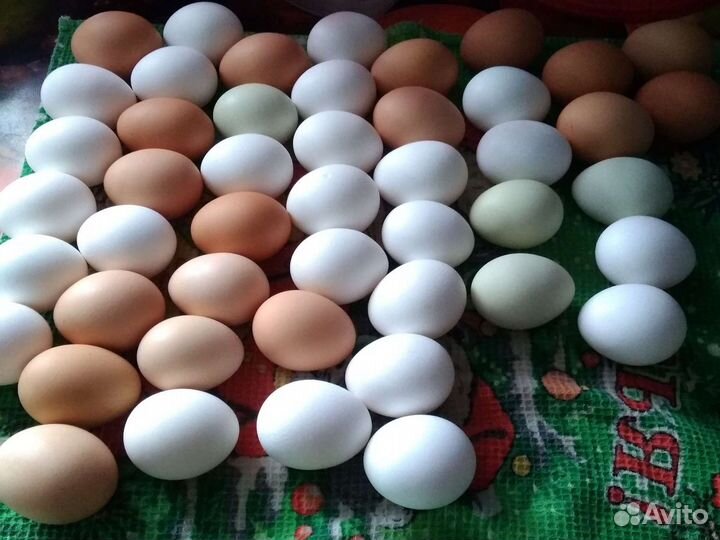 Домашние куриные яйца