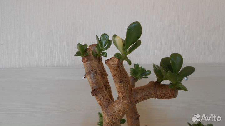 Красула толстянка