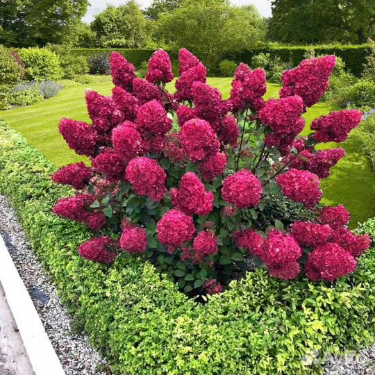 Гортензия Самарская Лидия