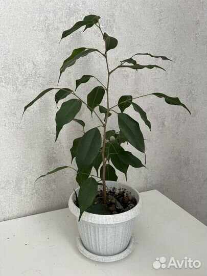 Фикус бенджамина