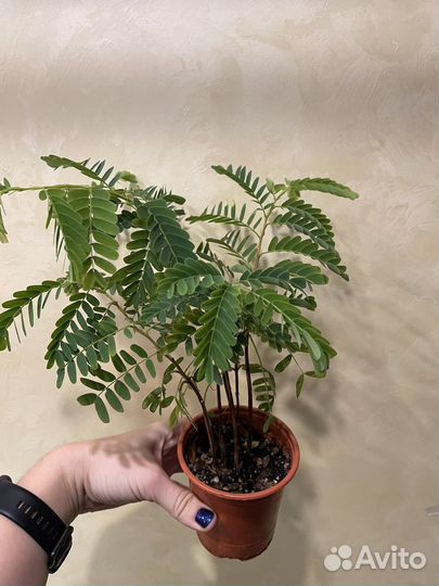 Тамаринд индийский финик - редкая экзотика