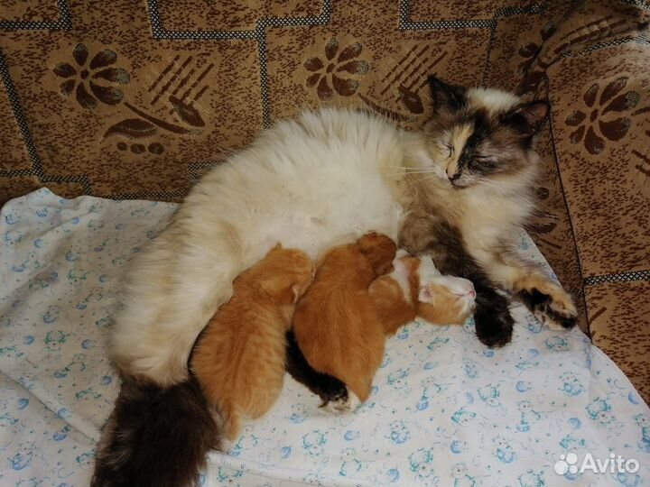 Рыжие котики
