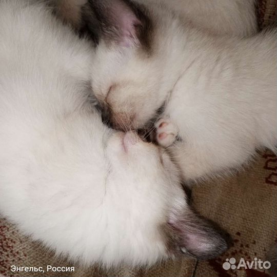 Котята в добрые руки