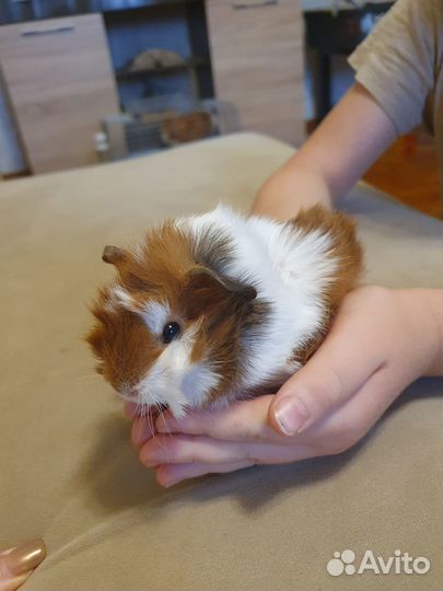 Девочка морская свинка розетка