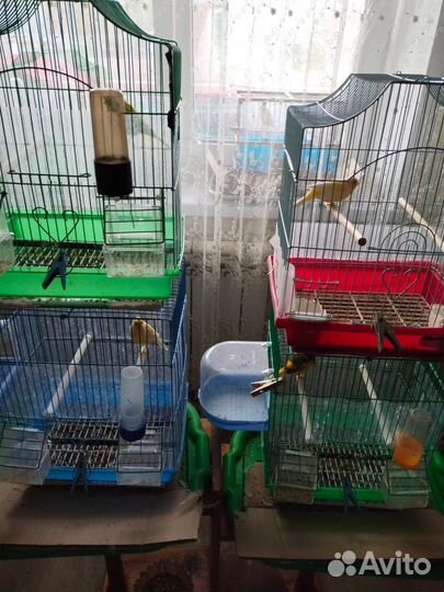 Кенары певчие