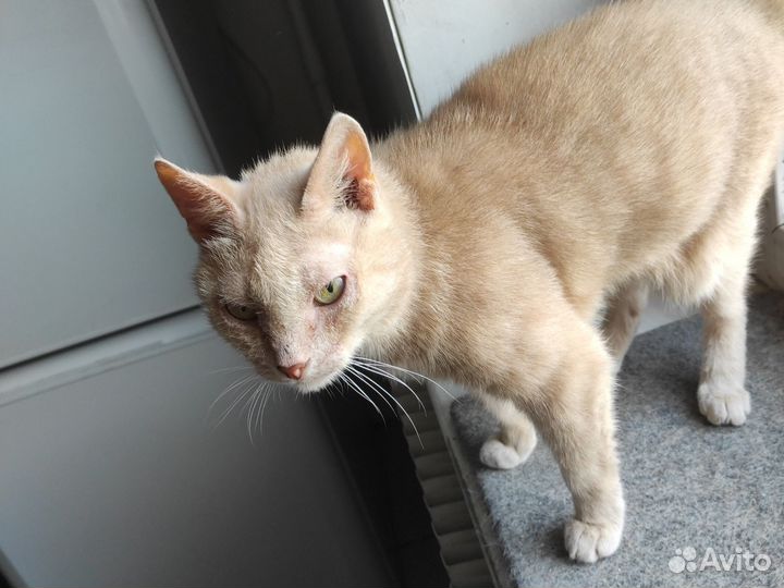 Коту 15 лет