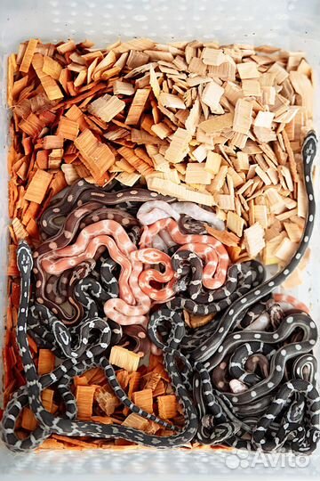 Змея маисовый полоз