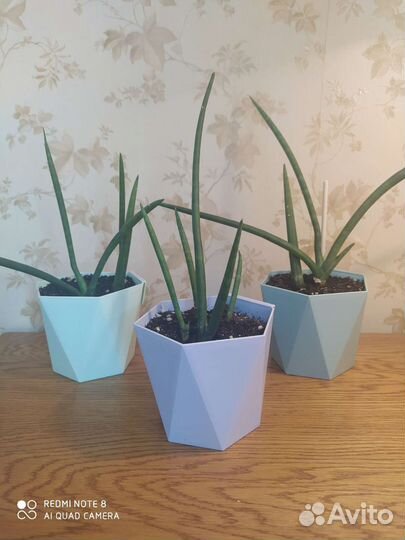 Сансевиерия цилиндрика