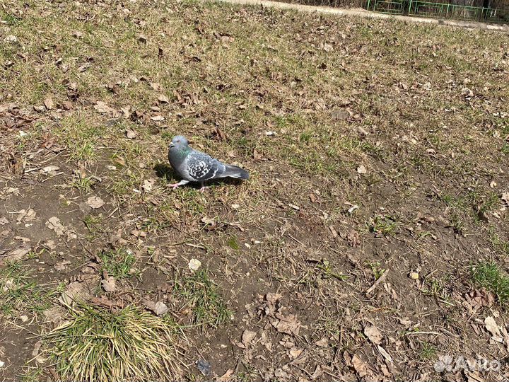 Голубь, Эльдорьбур