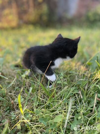 Котики бесплатно в добрые руки