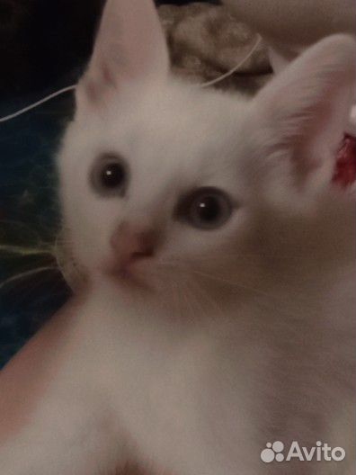 Малышка в добрые руки