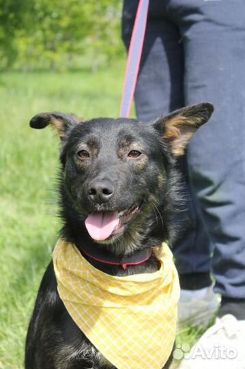 Трепетный и ласковый малыш Виктор ждет в клетке