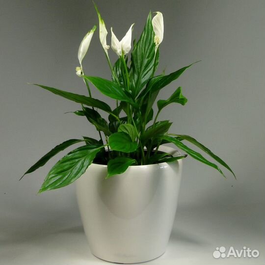 Спатифиллум (женское счастье)