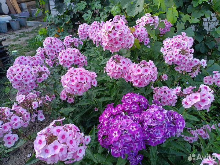 Флокс Ясные глаза