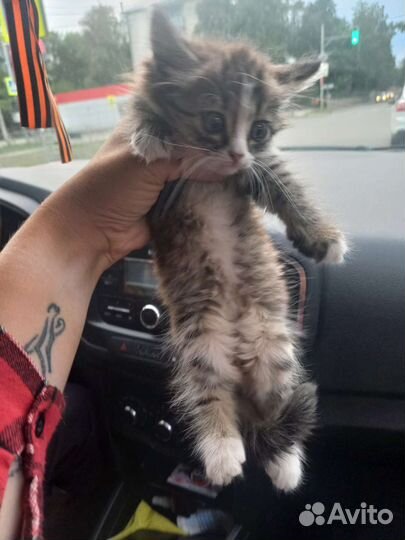 Котята в добрые руки бесплатно