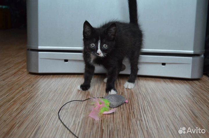 Очаровательный котёнок(девочка) в Добрые руки