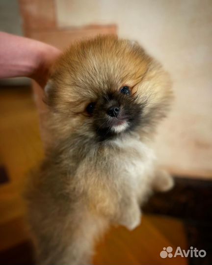 Шпиц мини мальчик померанец