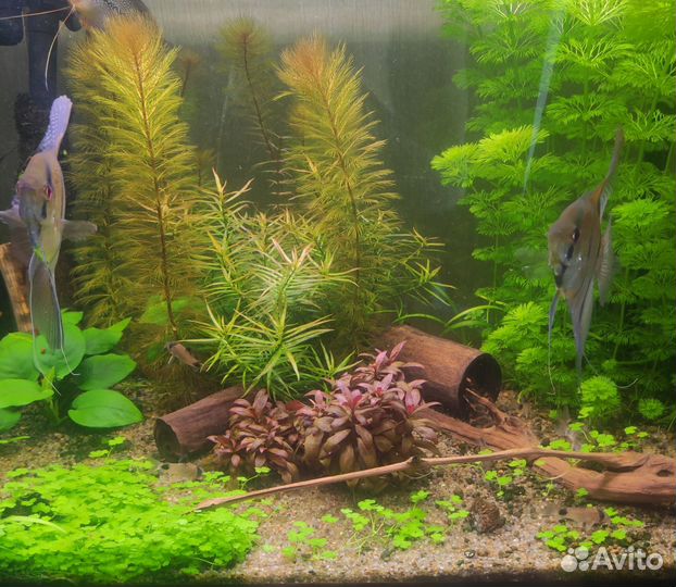 Аквариумные растения