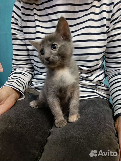 Котенок Малышка