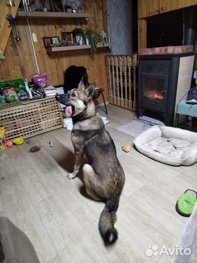 Собака. Девочка. Найда. Сторож